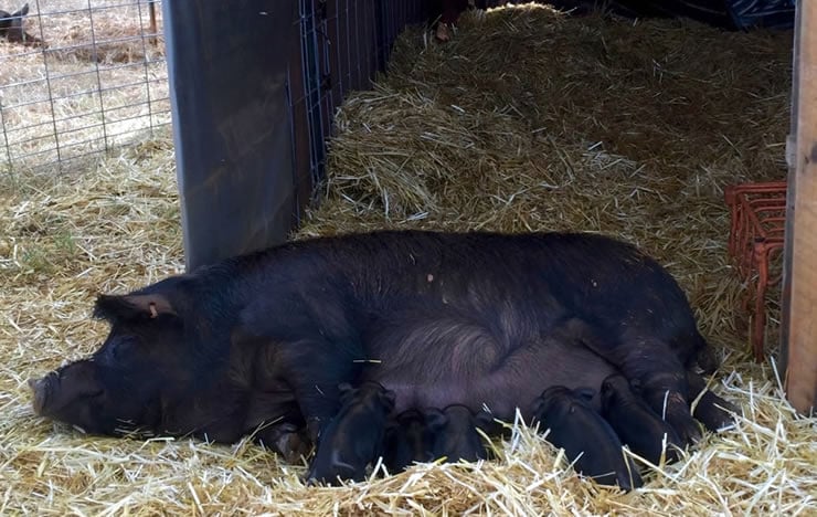 Suckling Pastured Pigs