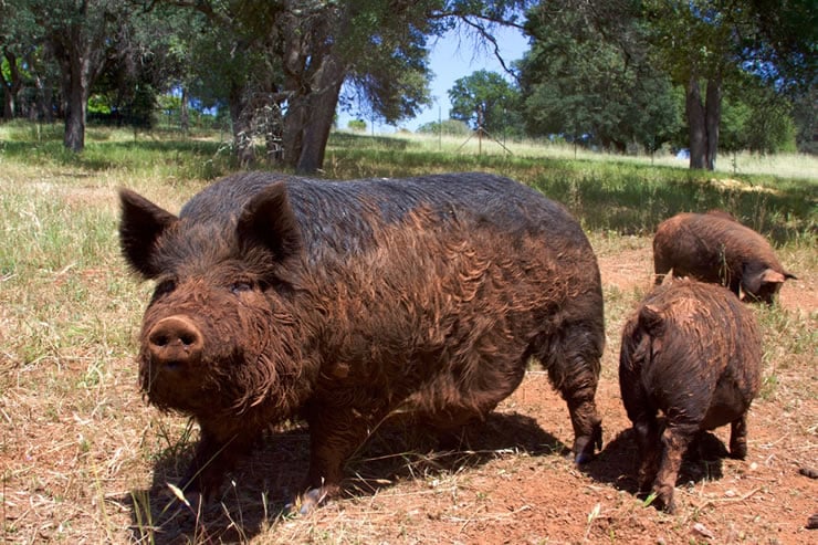 Blue Oaks Farm Heritage Hogs