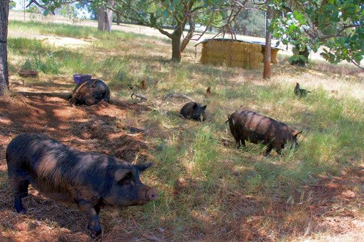 Blue Oaks Farm - Pastured Heritage Hogs