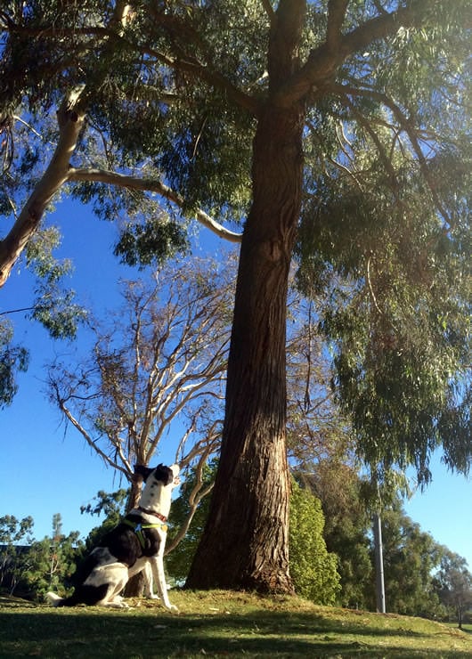 Molly enjoying a squirrel in a eucalyptus