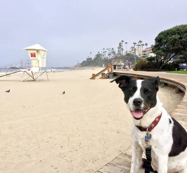 Molly at Laguna Beach