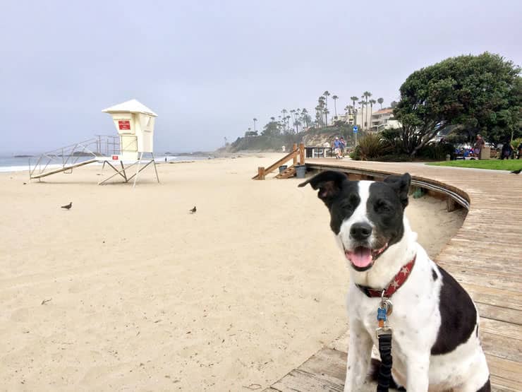 Molly at Laguna Beach