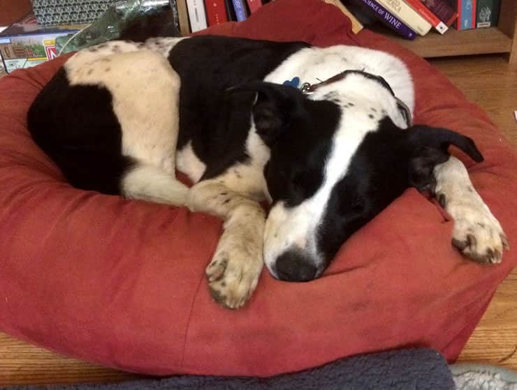 Tuckered out at the farm