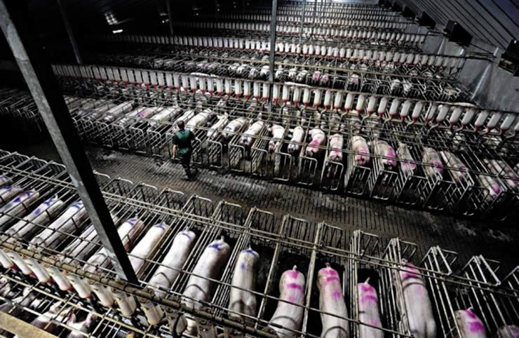 Gestation crates in a factory farm