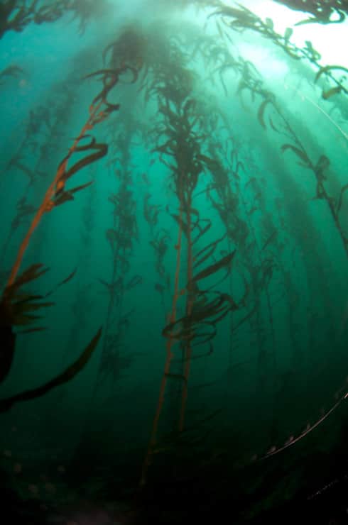 kelp forest