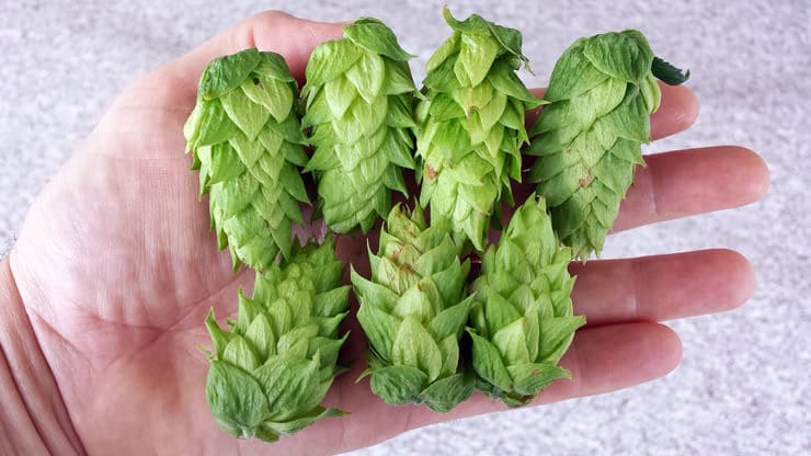 hops for making beer