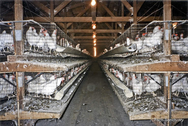 Chickens in battery cages