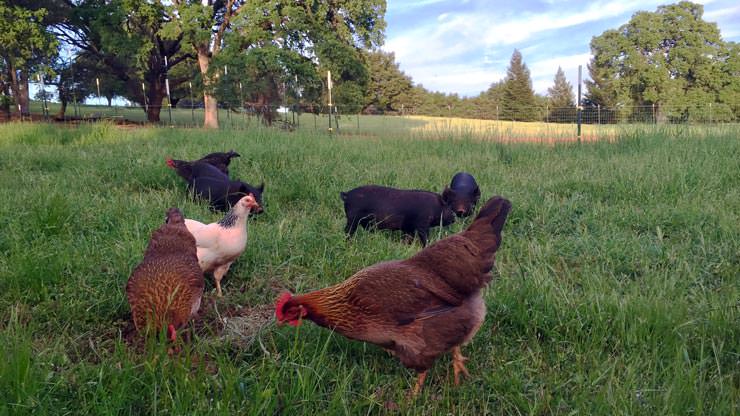 Happy Chickens on Pasture