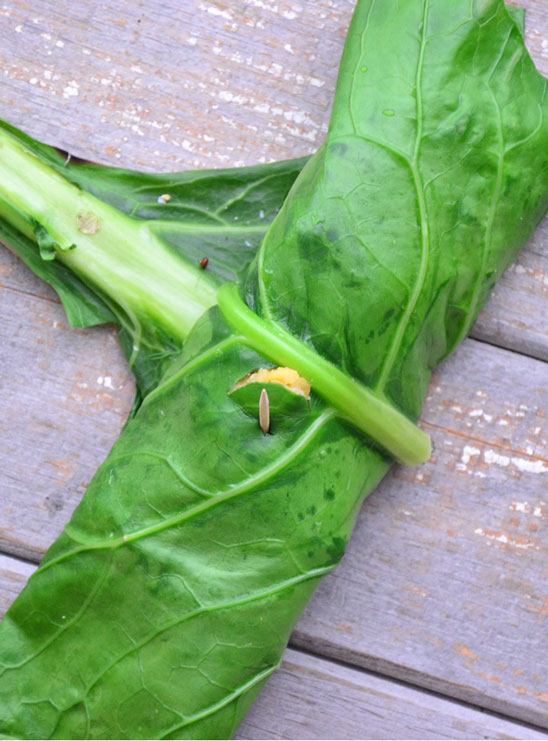 collard wraps