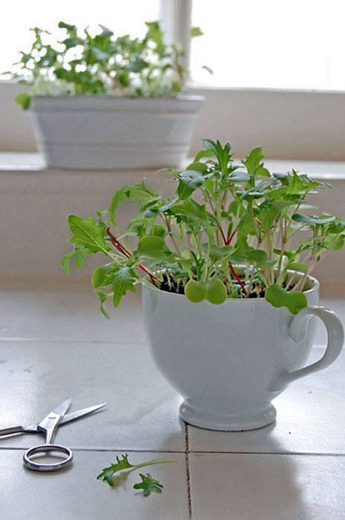 microgreens in planter