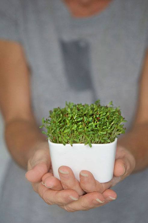 microgreens