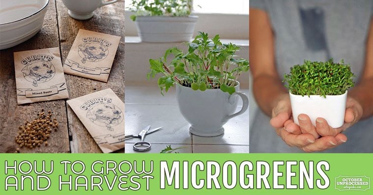 how to grow microgreens