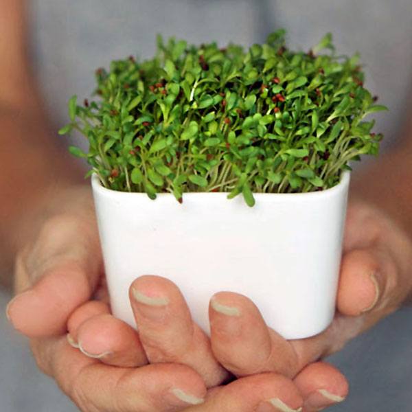 How to Grow and Harvest Microgreens