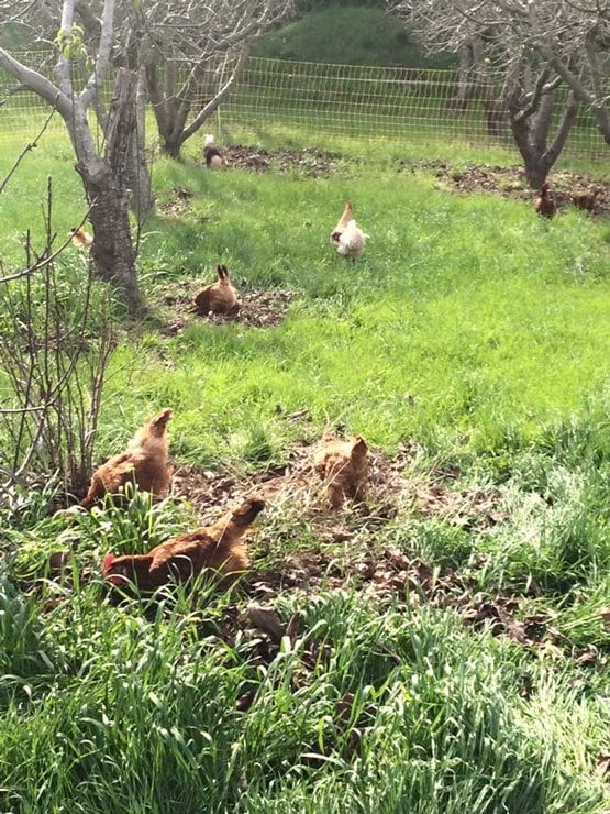 chickens in field