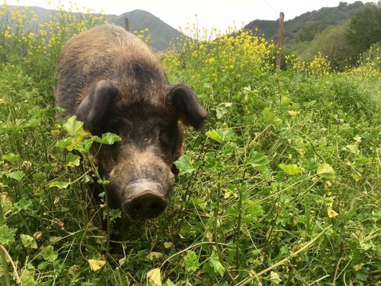 pastured pig