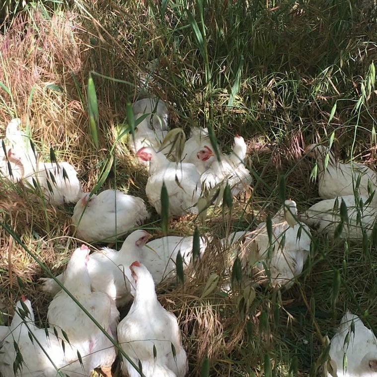 chickens in orchard