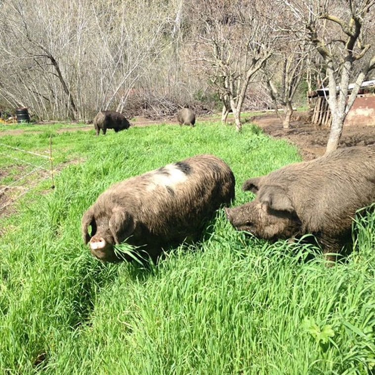 pigs in orchard